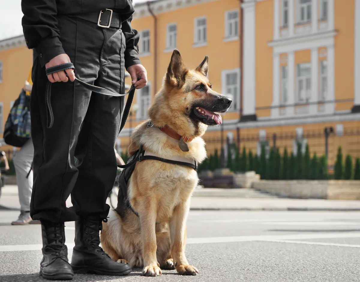 ASD – Allgemeine Sicherheitsdienste GmbH i.G. – Sicherheitsdienst